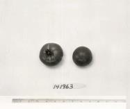 Click for 1 image(s) for this accession. FRUIT